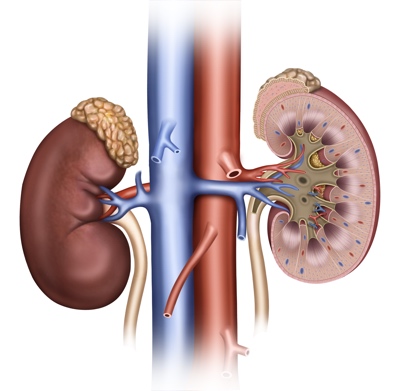 Image of the kidneys and the aorta and inferior vena cava